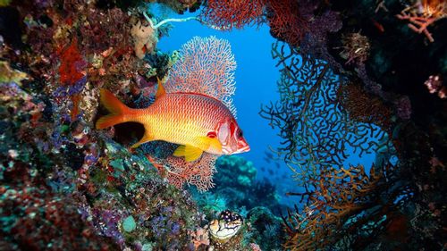 Capturing Life Underwater: India's First Underwater Photographer Shares His Tips